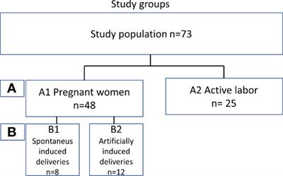 Cervicovaginal Complement Activation and Microbiota During Pregnancy and in Parturition